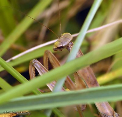 Chinese Mantid