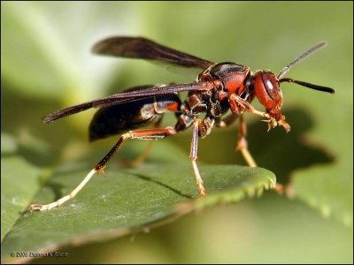 Paper Wasp - female