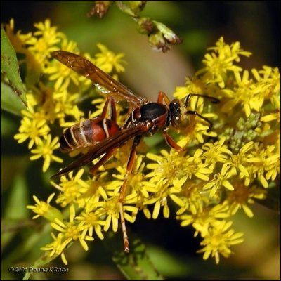 Northern Paper Wasp