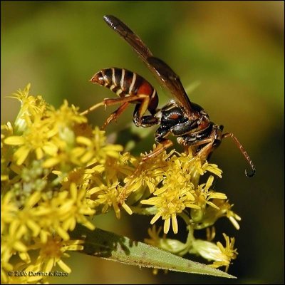 Northern Paper Wasp