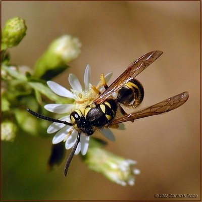 Eastern Yellowjacket