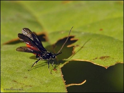 Braconid Wasp