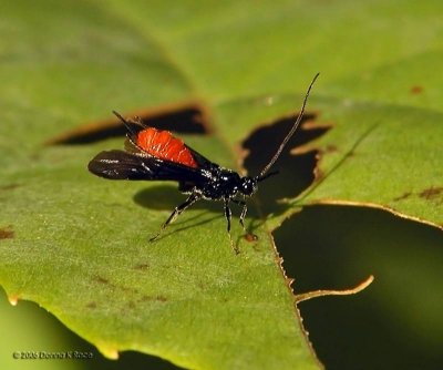 Braconid Wasp