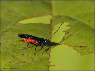 Braconid Wasp