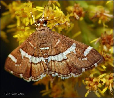 Hawaiian Beet Webworm Moth