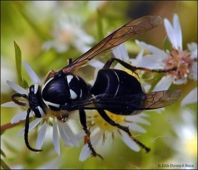 Baldfaced Hornet