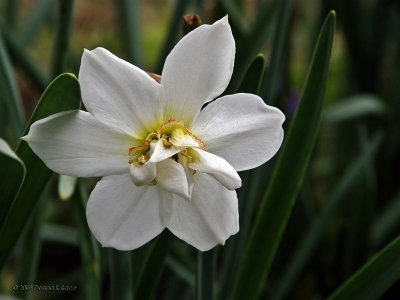 WV Historic Daffodils ~ 2008