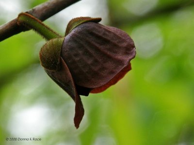 Paw Paw, single blossom.