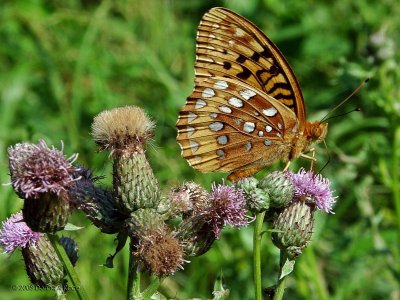 Life in a WV Canadian Thistle Patch ~ A PBlog Journal ~ 2008
