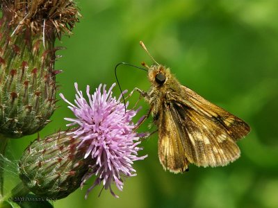 Skipper Butterfly