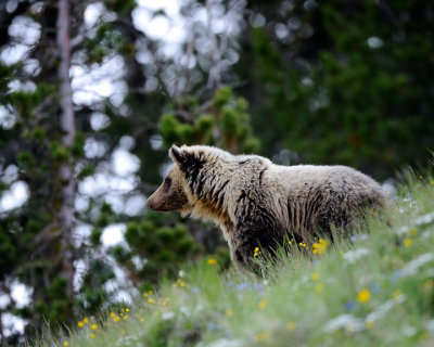 Grizzly #2