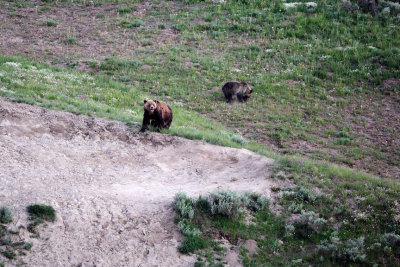 Grizzly With Cub
