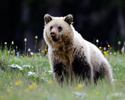 Grizzly #3