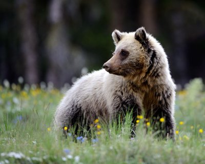 Grizzly #7