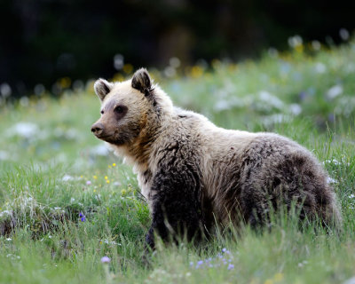 Grizzly #6