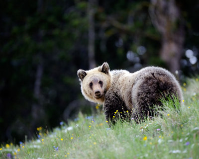 Grizzly #5