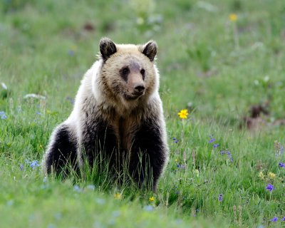 Grizzly #4