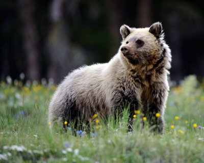 Grizzly In Flowered Meadow