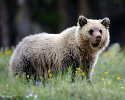 Grizzly #8