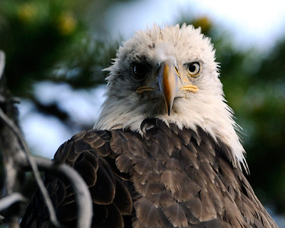 Eagle Close Up