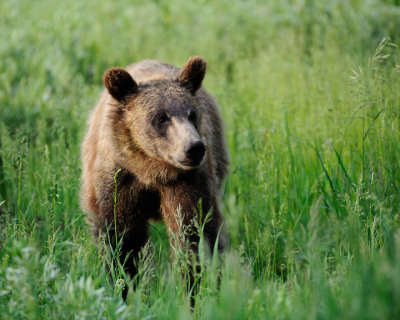399 Cub