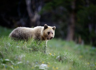 Grizzly #1