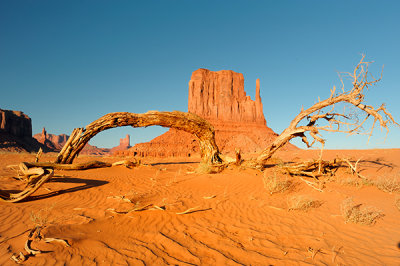 Monument Valley Sunset Tree