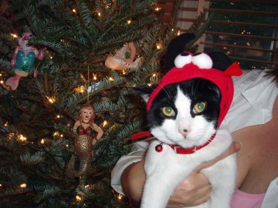 Devil Christmas Kitty