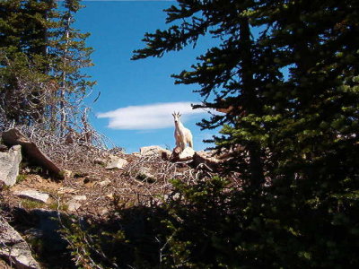 Nason Ridge Lookout Mtn Goat