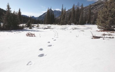 Bear Tracks, Washington Pass Meadow  (WaPass110209-3adj2.jpg)