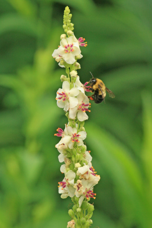 Bee on flower, Brookside Gardens