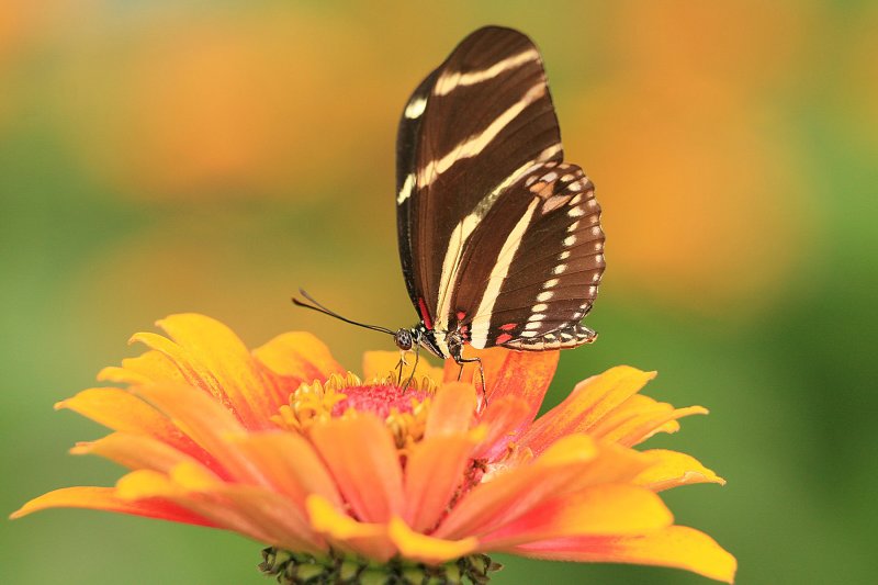 Butterfly, Brookside Wings of Fancy