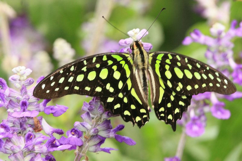Butterfly, BSG (tailed jay)
