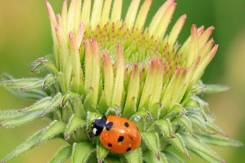 Lady bug