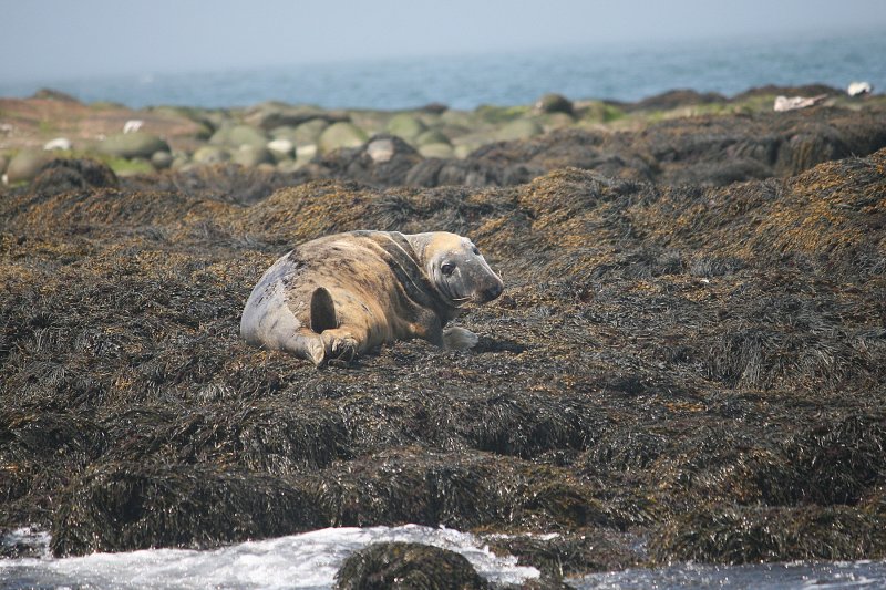 Machias Seal Island was not named Machias Seal Island for nothing!  Heres an inhabitant, seen from the boat going back.