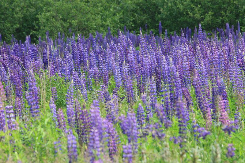Lupines in Cutler