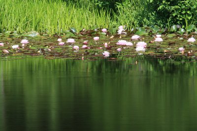 Lilies and green water in Maine