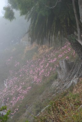 I walked the trail at Julia Pfeiffer to see the 80' waterfall..but couldn't see the waterfull, just pink flowers!