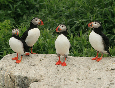 A bunch of puffins just hangin out.