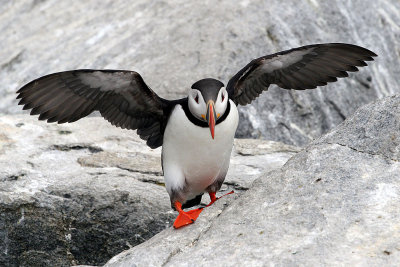 Puffins are little guys (about a foot tall) and they come to the island to breed.