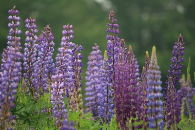 Lupines are everywhere in Maine in June.  On Deer Isle, they were even having a Lupine Festival!