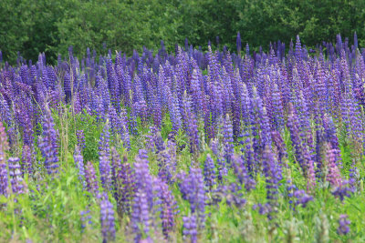 Lupines in Cutler