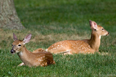 Two Fawn