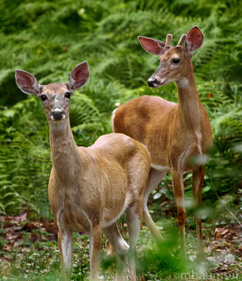 Deer In The Woods