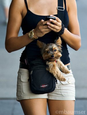 Is That A Dog In Your Pocket Or Are You Just Happy To See Me?