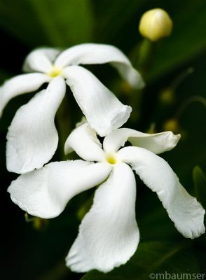 Barbados Flower 2