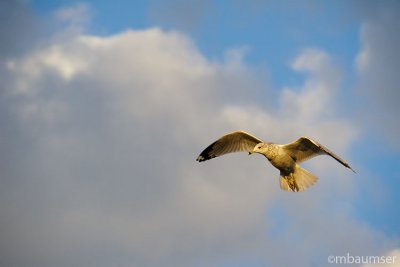 Hovering Gull