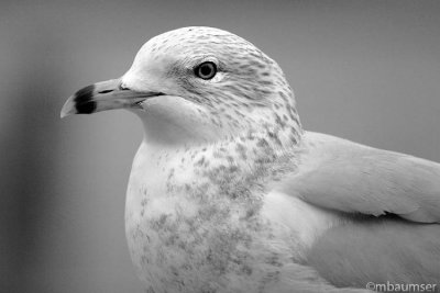 The Gull Of My Dreams