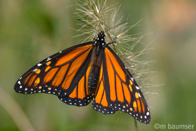 2006-09-28 Monarch Butterfly