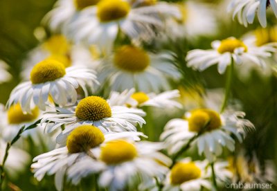 Daisies
